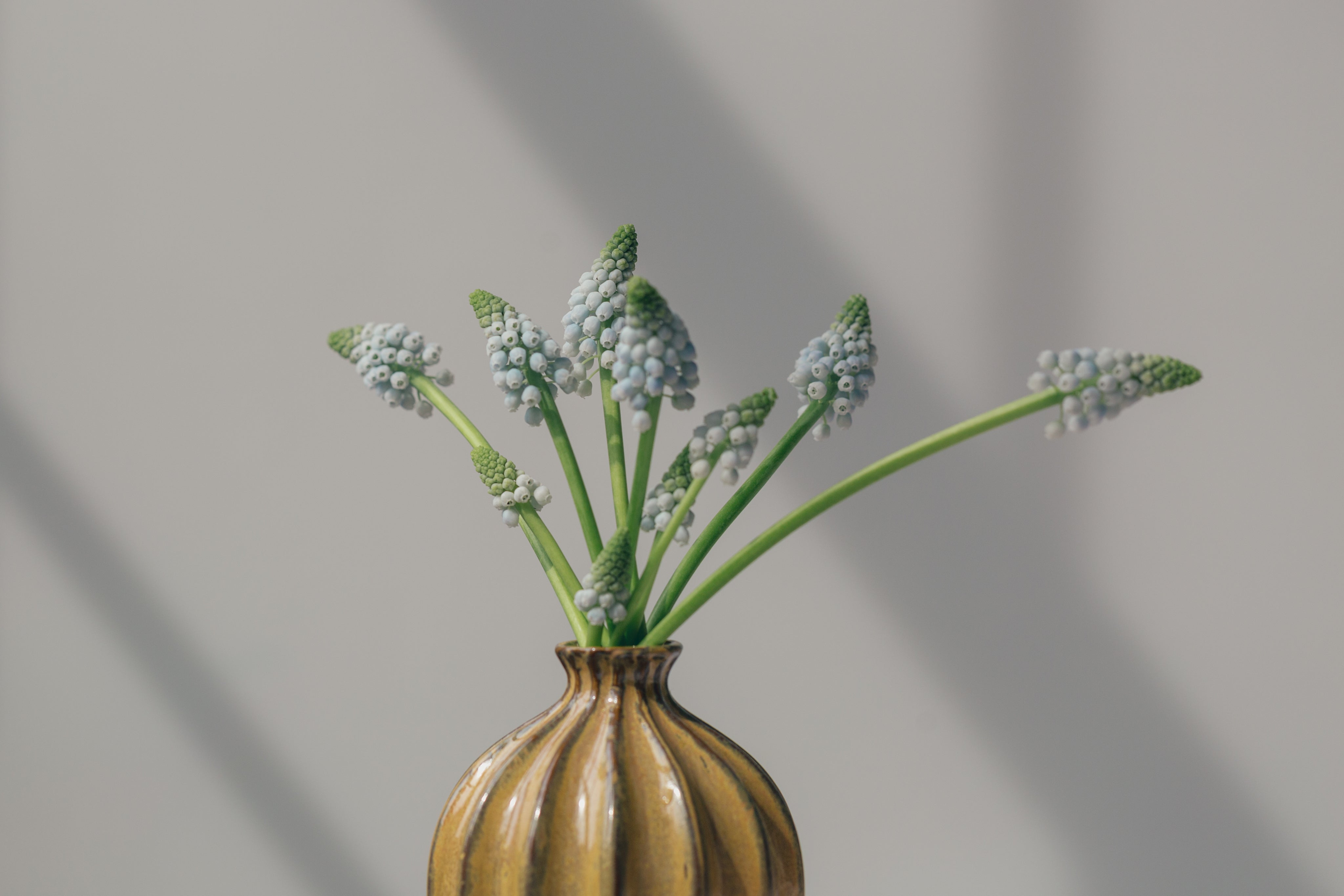 grape-hyacinths-in-vase.jpg