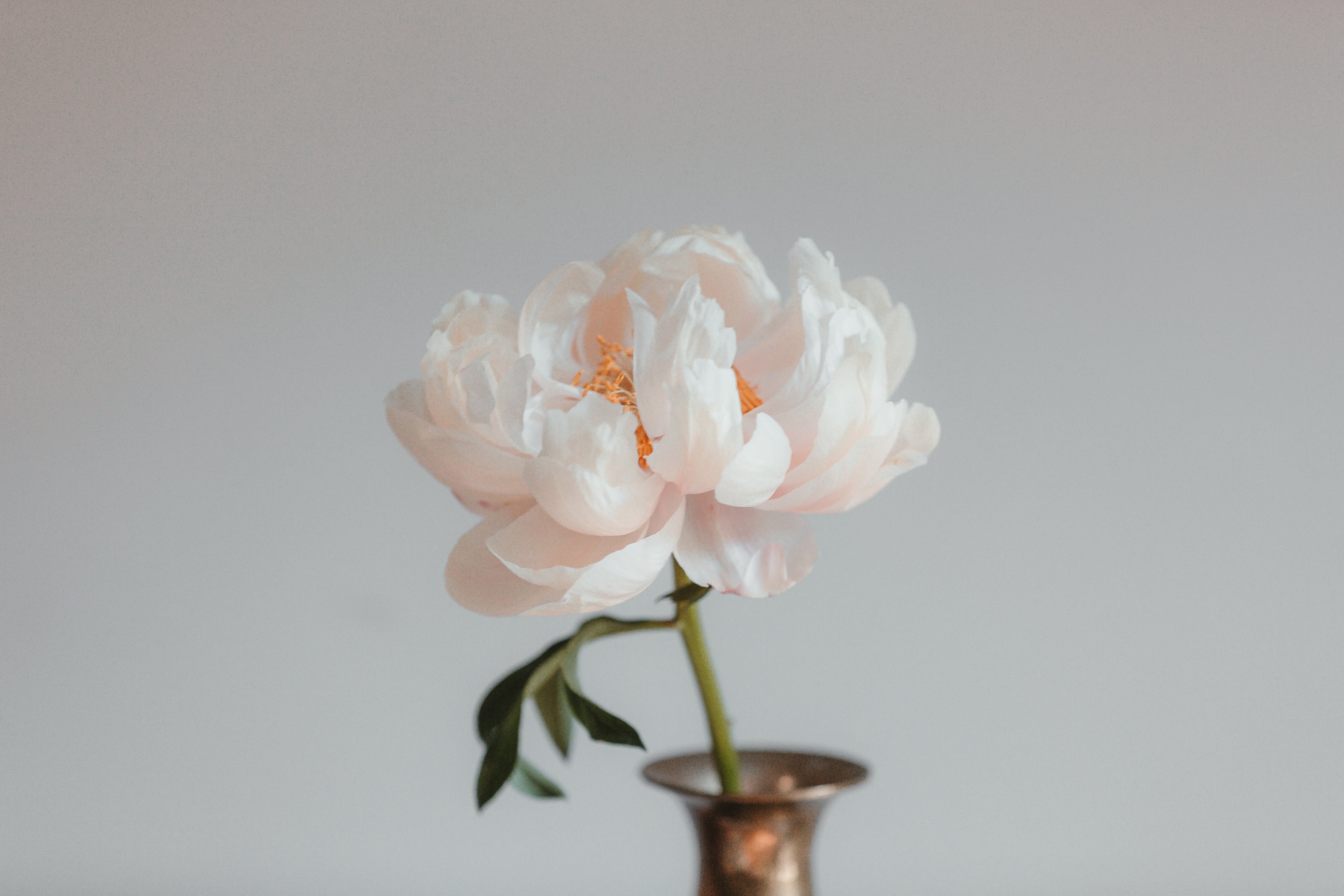 light-pink-peony-blossom.jpg